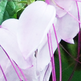 クレオメの写真